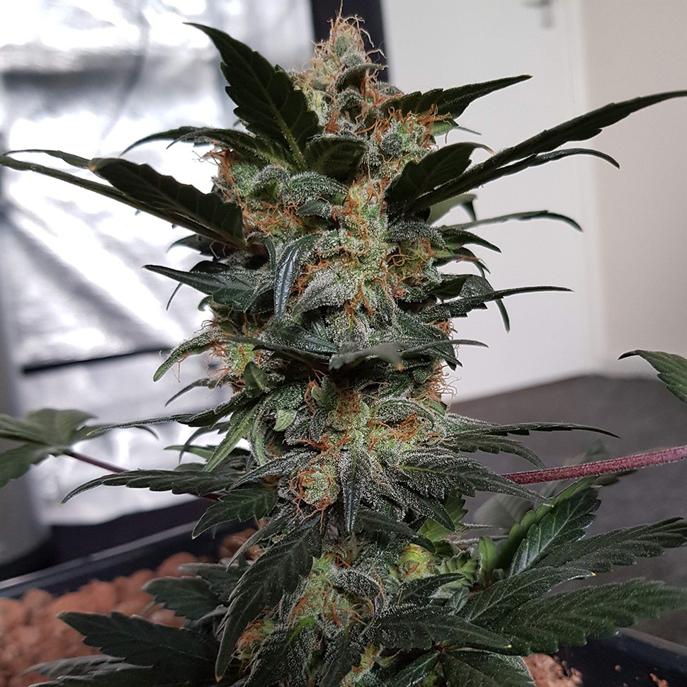 Семена марихуаны  Auto Mazar feminised Ganja Seeds