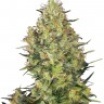 Семена марихуаны  Sensi Skunk feminised Ganja Seeds