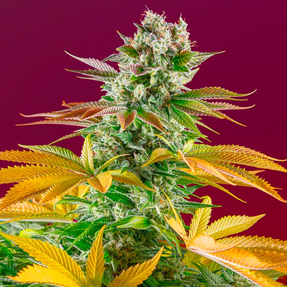 Семена конопли  Gorilla Girl feminised Ganja Seeds