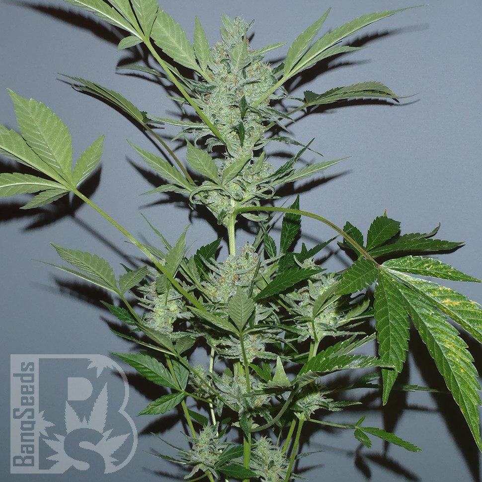 заказать на сайте семена конопли Auto White Widow x AK feminised