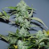 заказать качественные семена конопли Auto White Widow x AK feminised