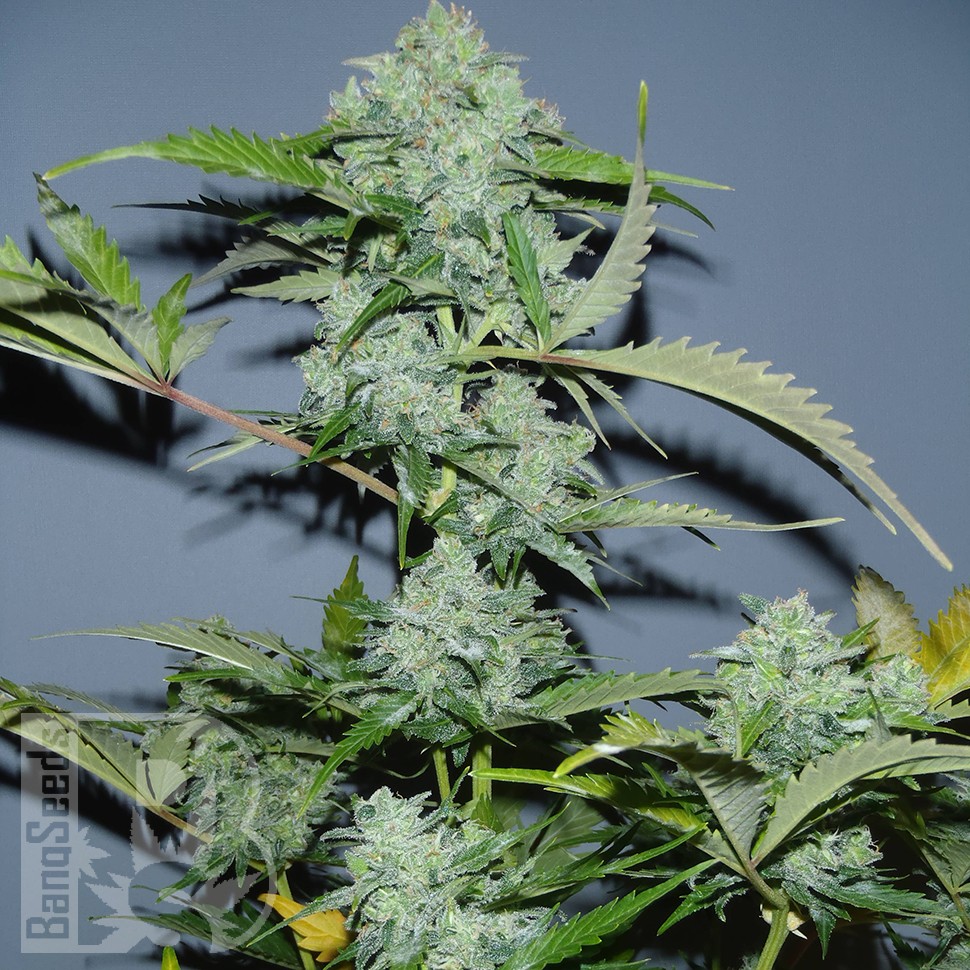 Семена  Auto White Widow x AK feminised Ganja Seeds