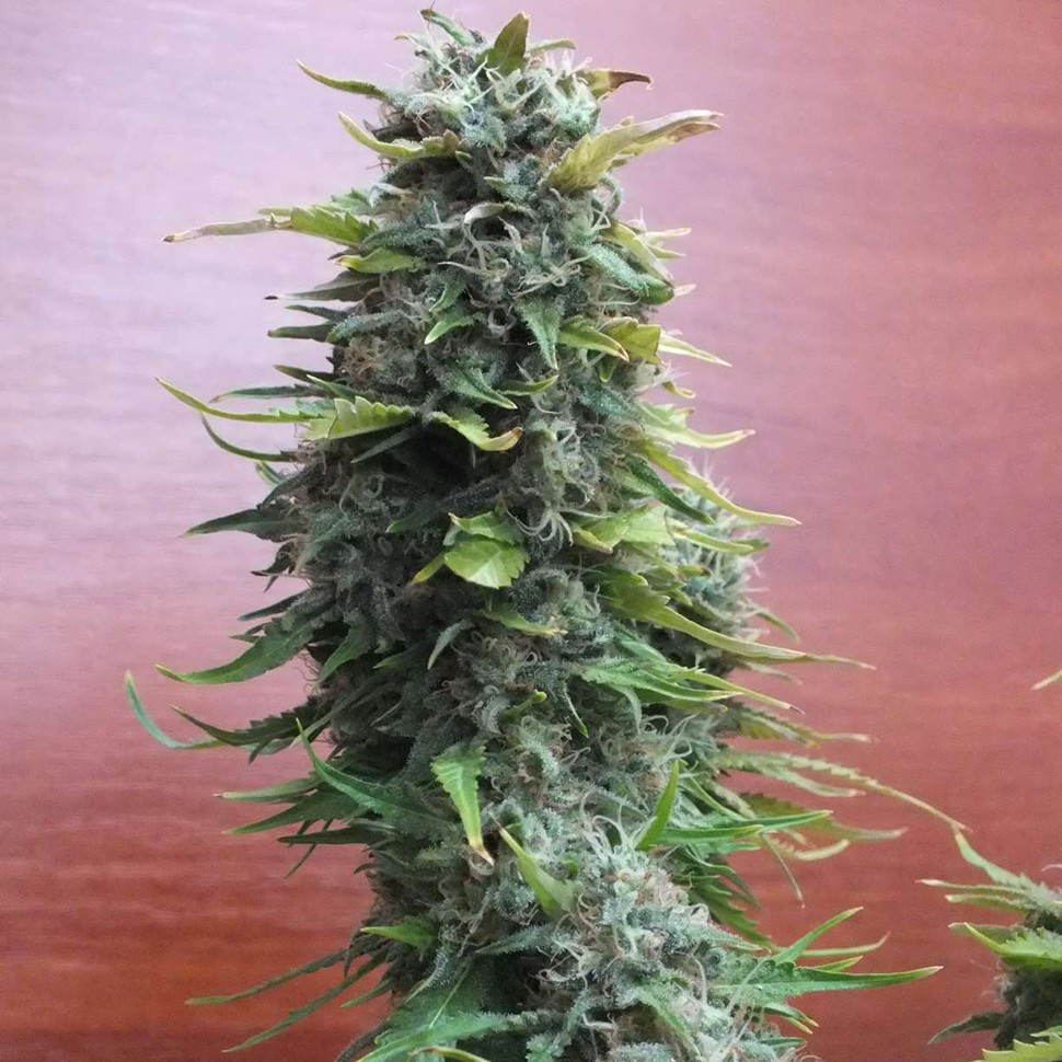 Семена каннабиса  Top Skunk 44 feminised Ganja Seeds