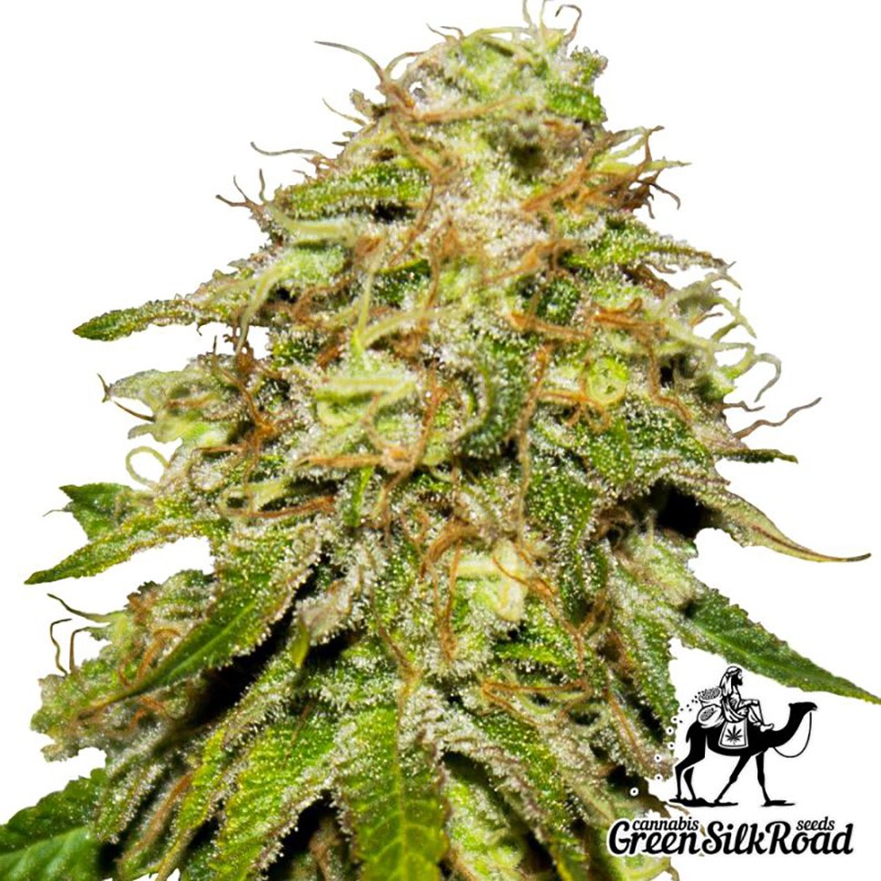 Семена каннабиса  Auto Critical feminised Green Silk Road Seeds