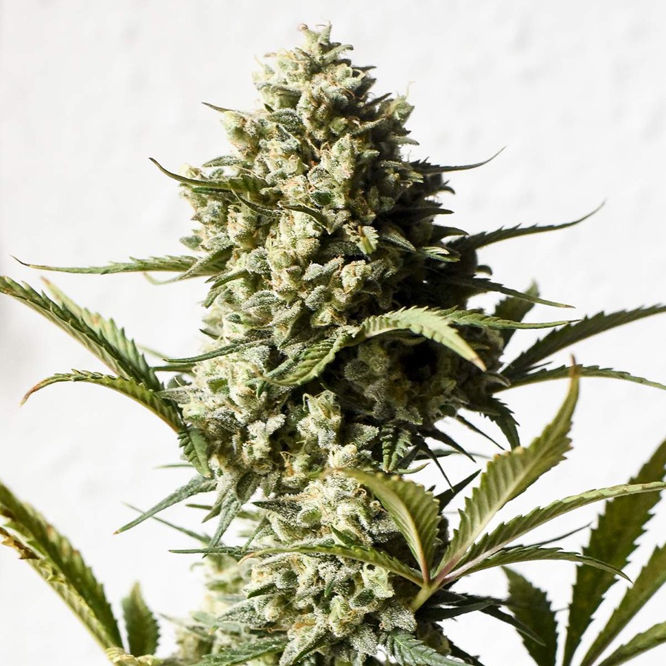 Семена каннабиса  Auto Chronic Monster XXL feminised Victory Seeds