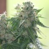 Семена конопли White Dwarf feminised Ganja Seeds