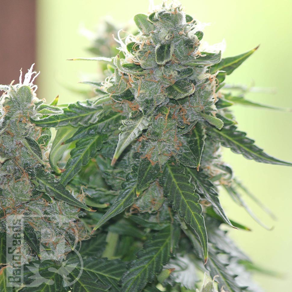 Семена марихуаны  White Dwarf feminised Ganja Seeds