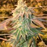 Семена марихуаны  White Dwarf feminised Ganja Seeds