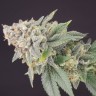 Семена марихуаны  White Dwarf feminised Ganja Seeds