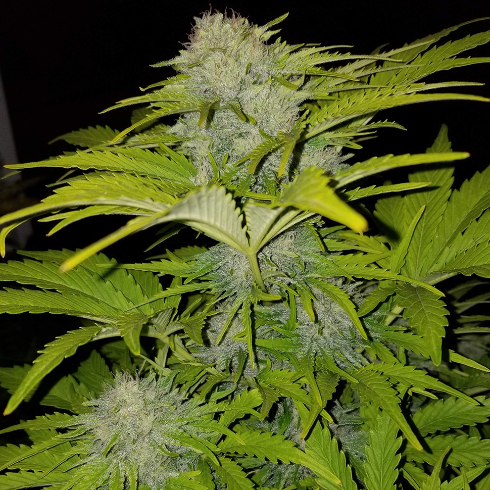 Семена конопли  Auto Bubble Gum feminised Ganja Seeds