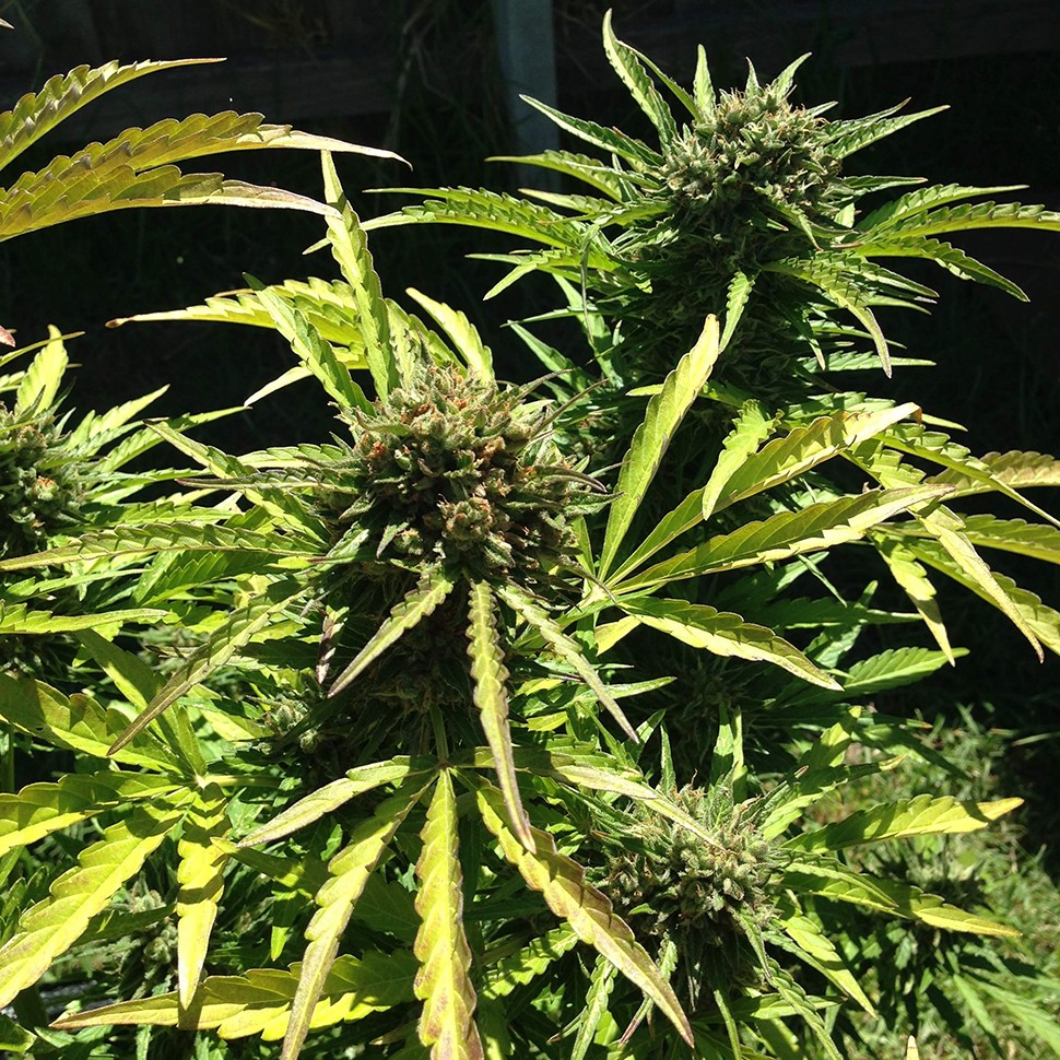 купить качественные семена конопли Somango feminised