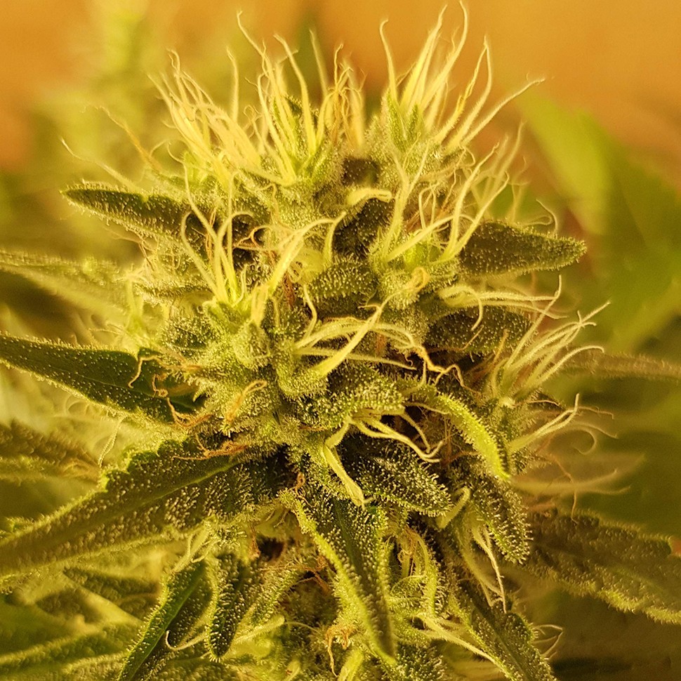 купить семена сортовой конопли Somango feminised