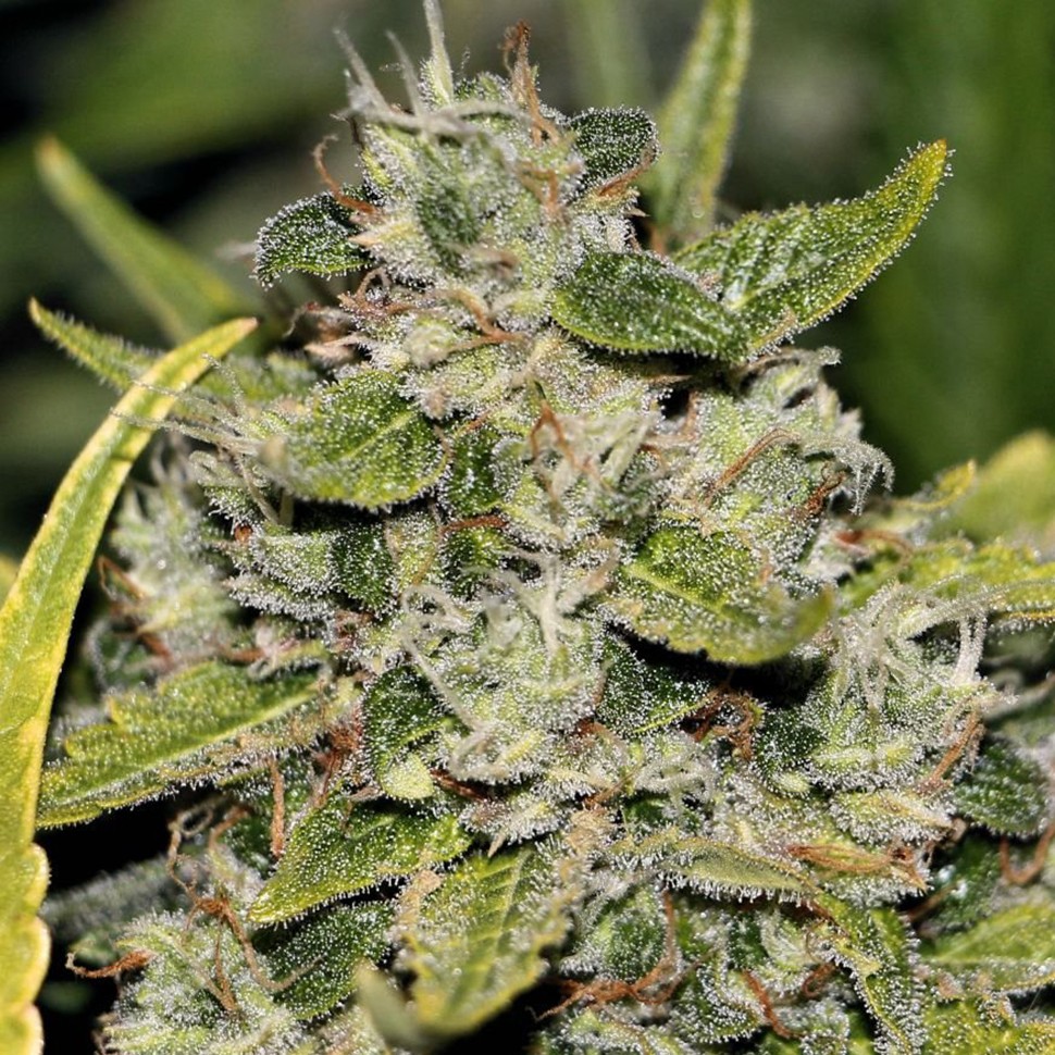 купить семена конопли дешево Somango feminised