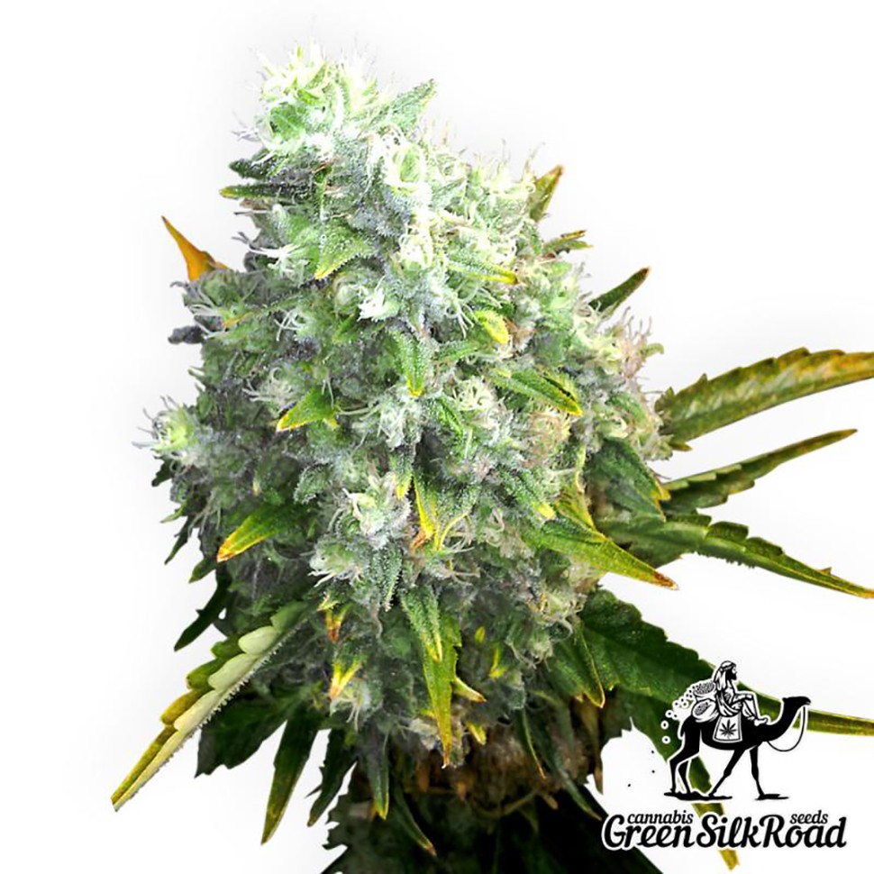 Семена каннабиса  Auto OG Kush feminised Green Silk Road Seeds