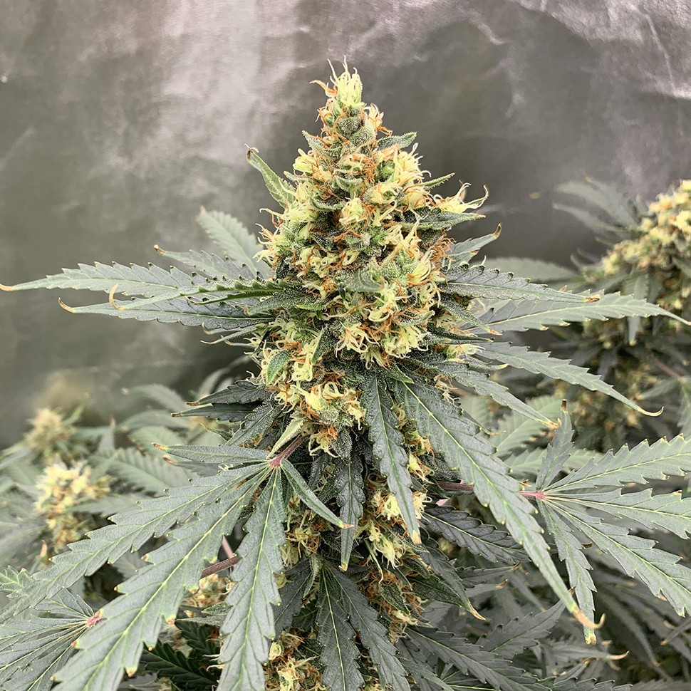 Семена  Auto Critical feminised Victory Seeds