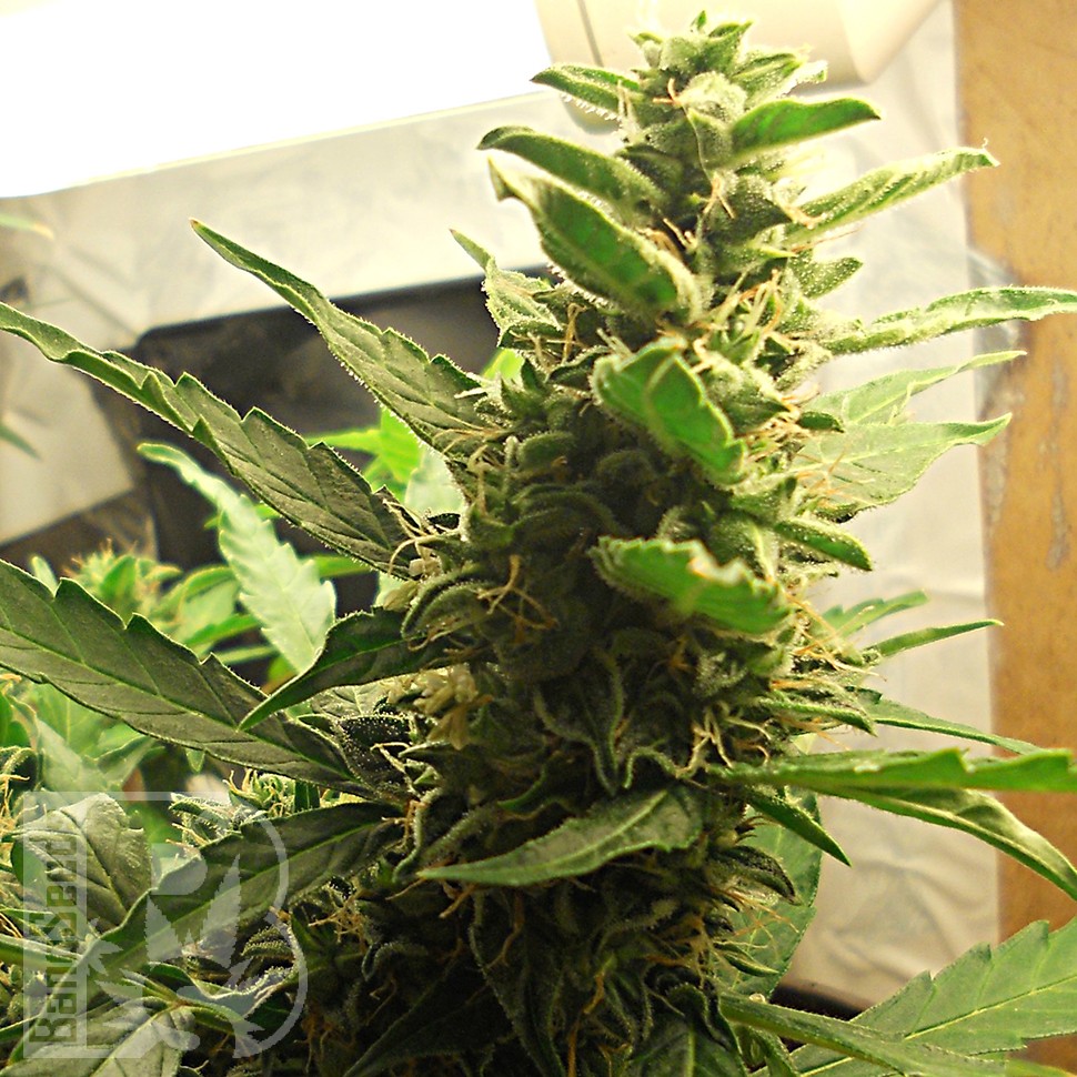Семена  1024 feminised Ganja Seeds