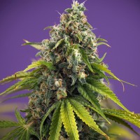 Black Domina x White Russian feminised Ganja Seeds