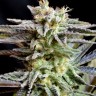 Семена ганжа  Black Domina x White Russian feminised Ganja Seeds