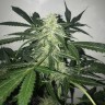 Семена ганжа  Black Domina x White Russian feminised Ganja Seeds