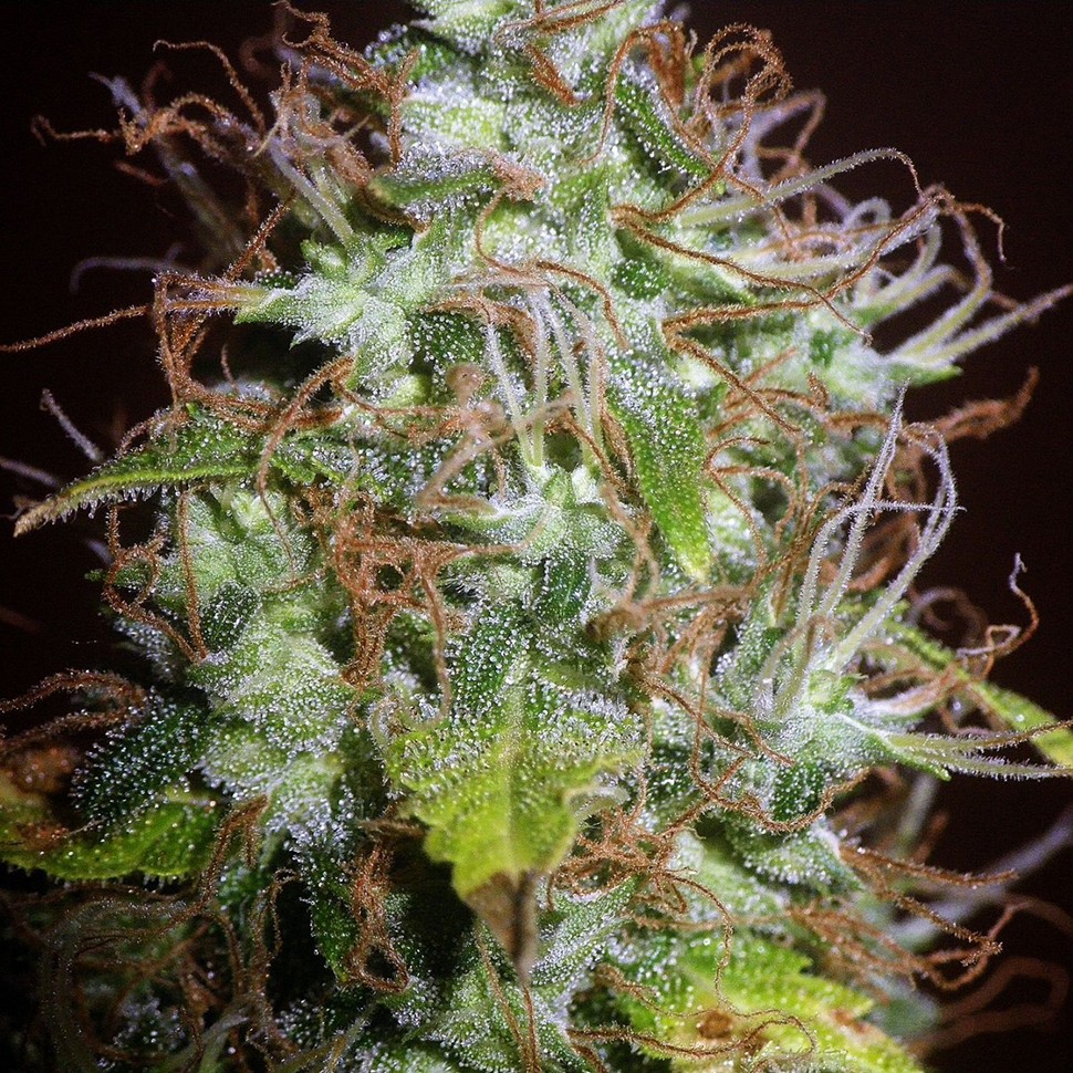 Семена марихуаны  Auto Kush feminised Ganja Seeds