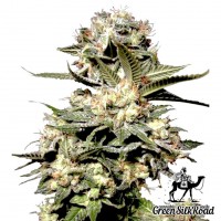 Auto Somango feminised Green Silk Road Seeds