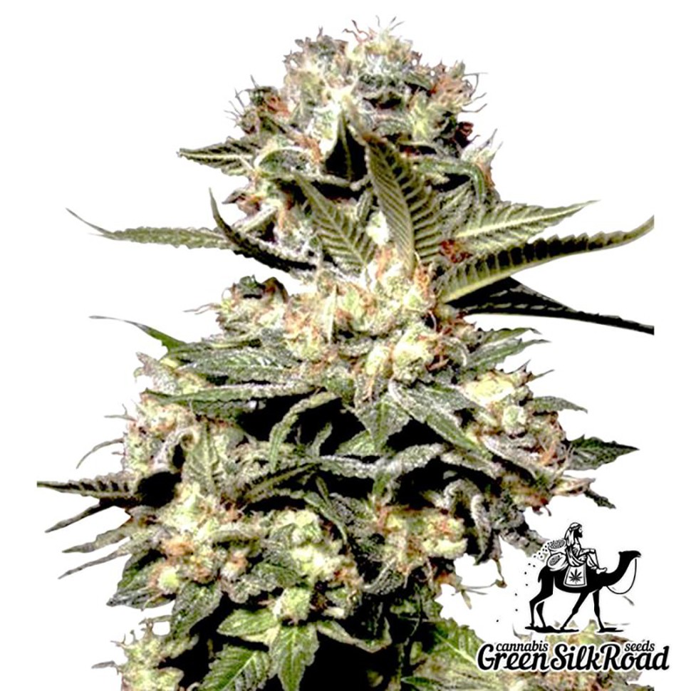 Семена каннабиса  Auto Somango feminised Green Silk Road Seeds
