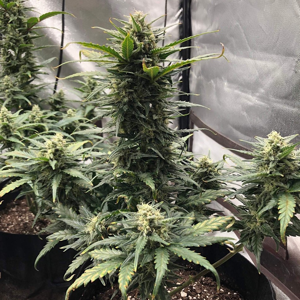 Семена  Auto Green Wild Shark feminised Victory Seeds