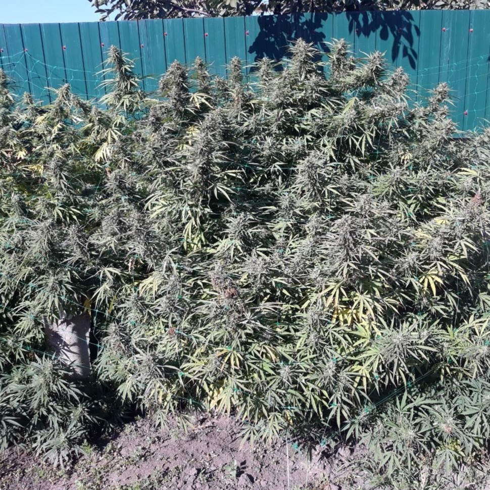 Семена  Sugar Black Rose (DS27) feminised Ganja Seeds