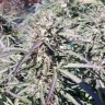 Семена конопли Sugar Black Rose (DS27) feminised Ganja Seeds