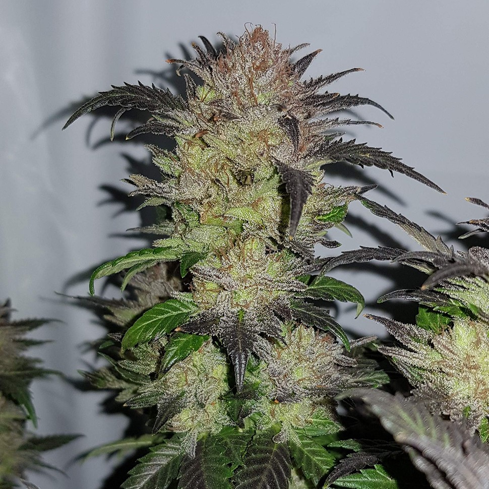 Семена ганжа  Auto Critical + feminised Ganja Seeds