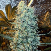 Power Plant feminised Ganja Seeds