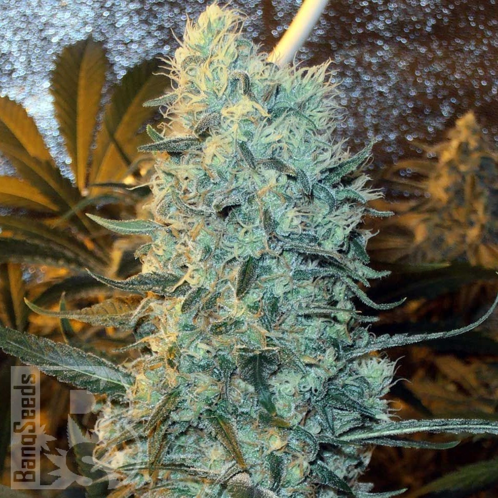 Семена марихуаны  Power Plant feminised Ganja Seeds