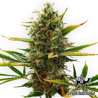 Auto Super Skunk feminised Green Silk Road Seeds