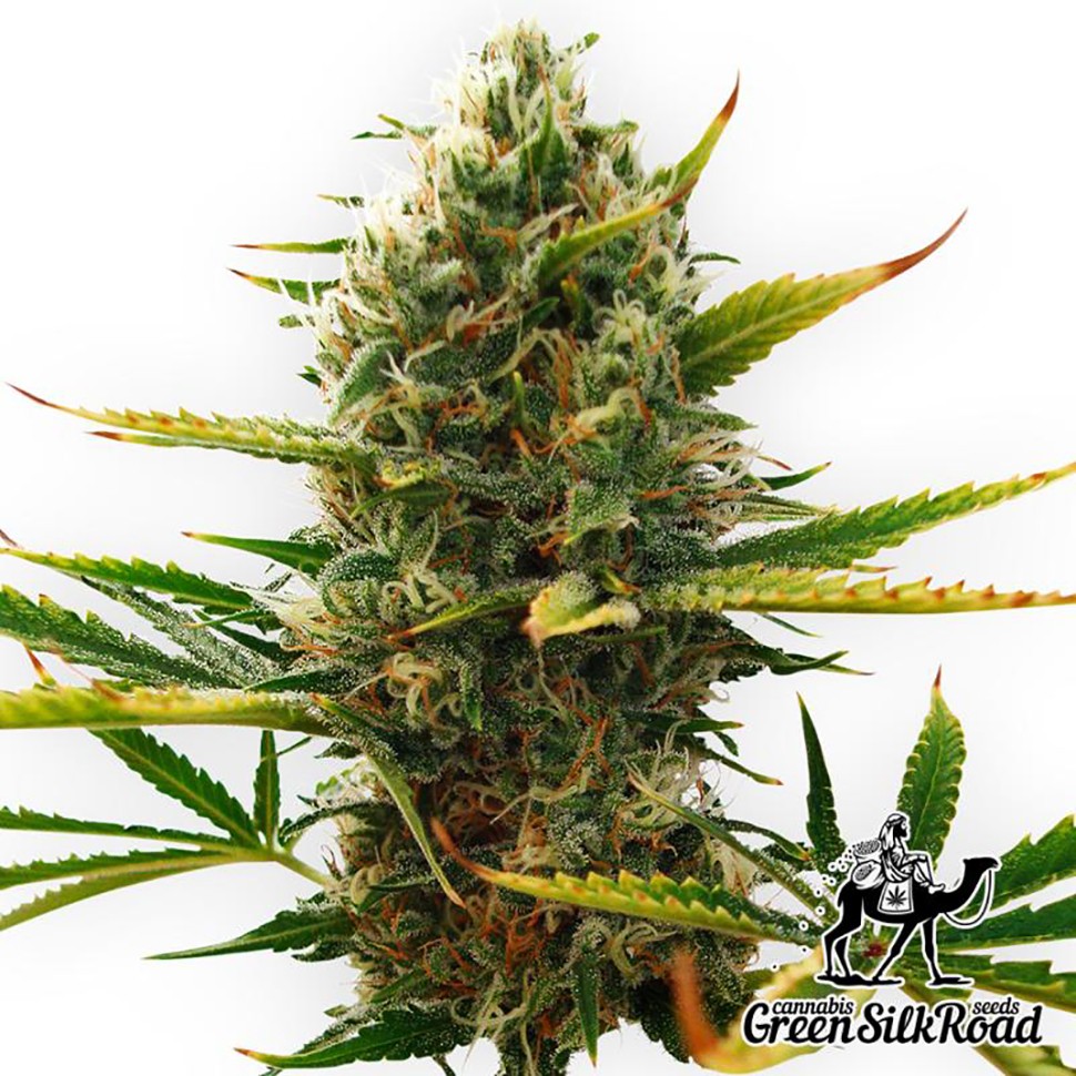 Семена ганжа  Auto Super Skunk feminised Green Silk Road Seeds