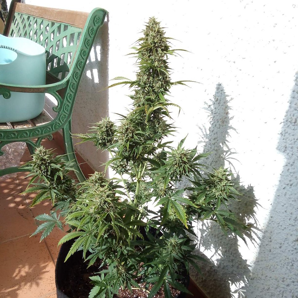 Семена ганжа  Auto Heaven feminised Victory Seeds