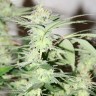 Семена конопли оптом White Lavender feminised Ganja Seeds