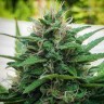 Недорогие семена конопли White Lavender feminised Ganja Seeds