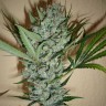 Качественные семена конопли White Lavender feminised Ganja Seeds