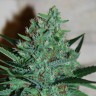 Семена конопли White Lavender feminised Ganja Seeds