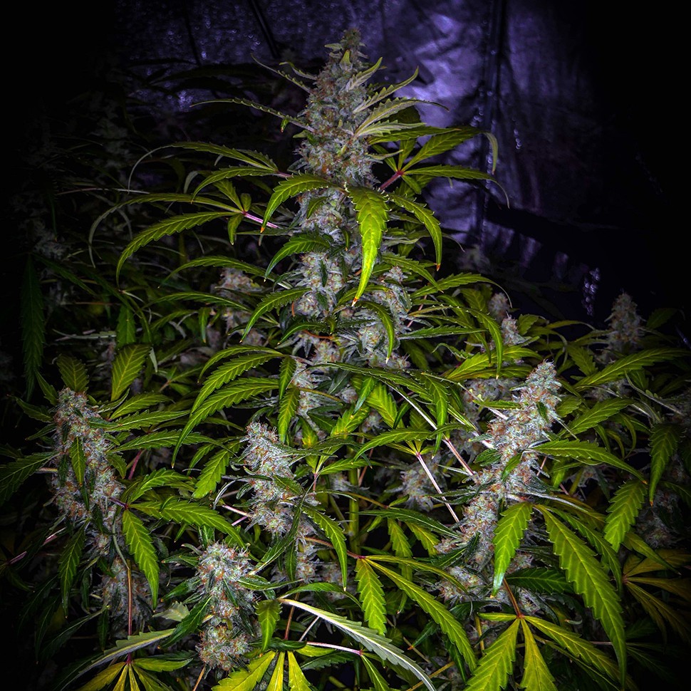 Недорогие семена конопли White Lavender feminised Ganja Seeds