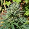 Качественные семена конопли White Lavender feminised Ganja Seeds