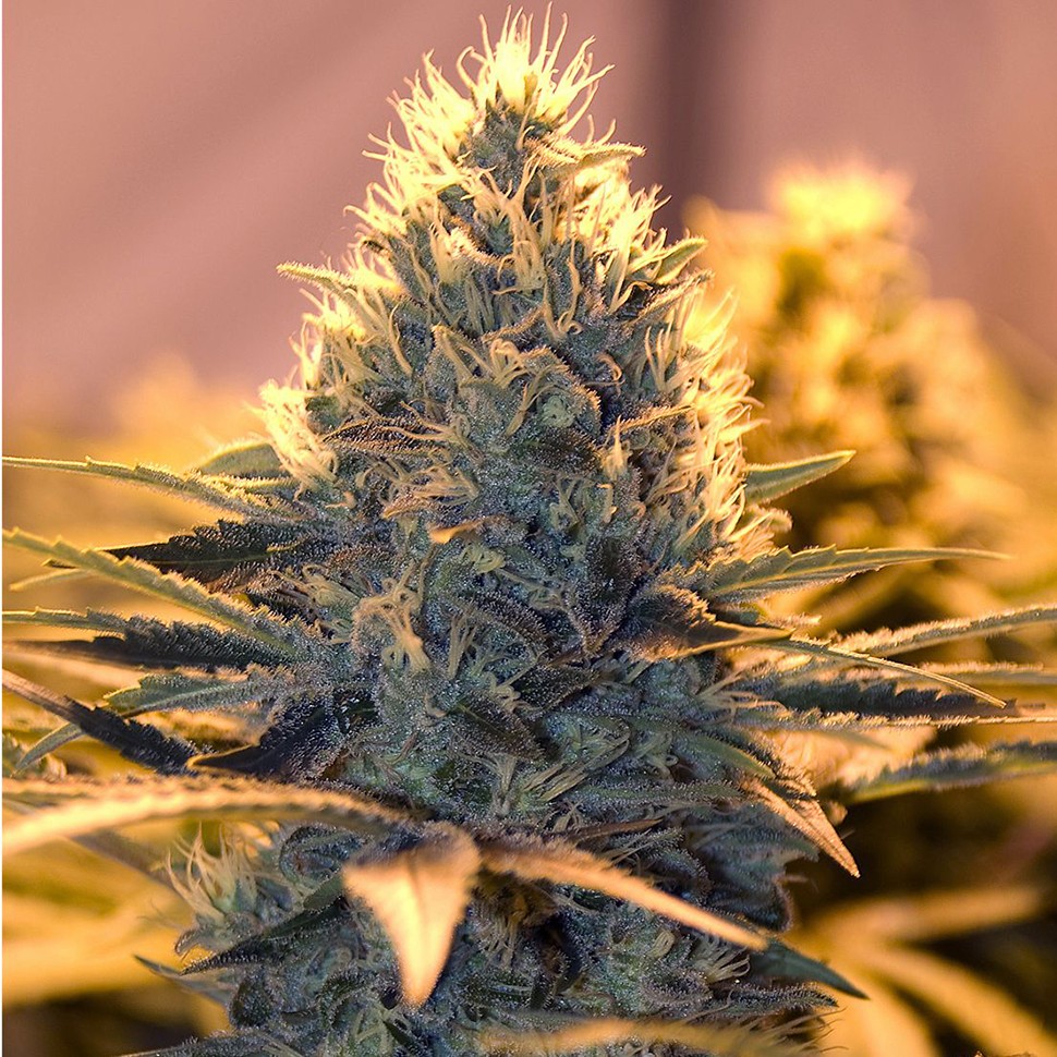 Семена ганжа  White Lavender feminised Ganja Seeds