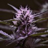 Семена  Skunk x Early Skunk feminised Ganja Seeds