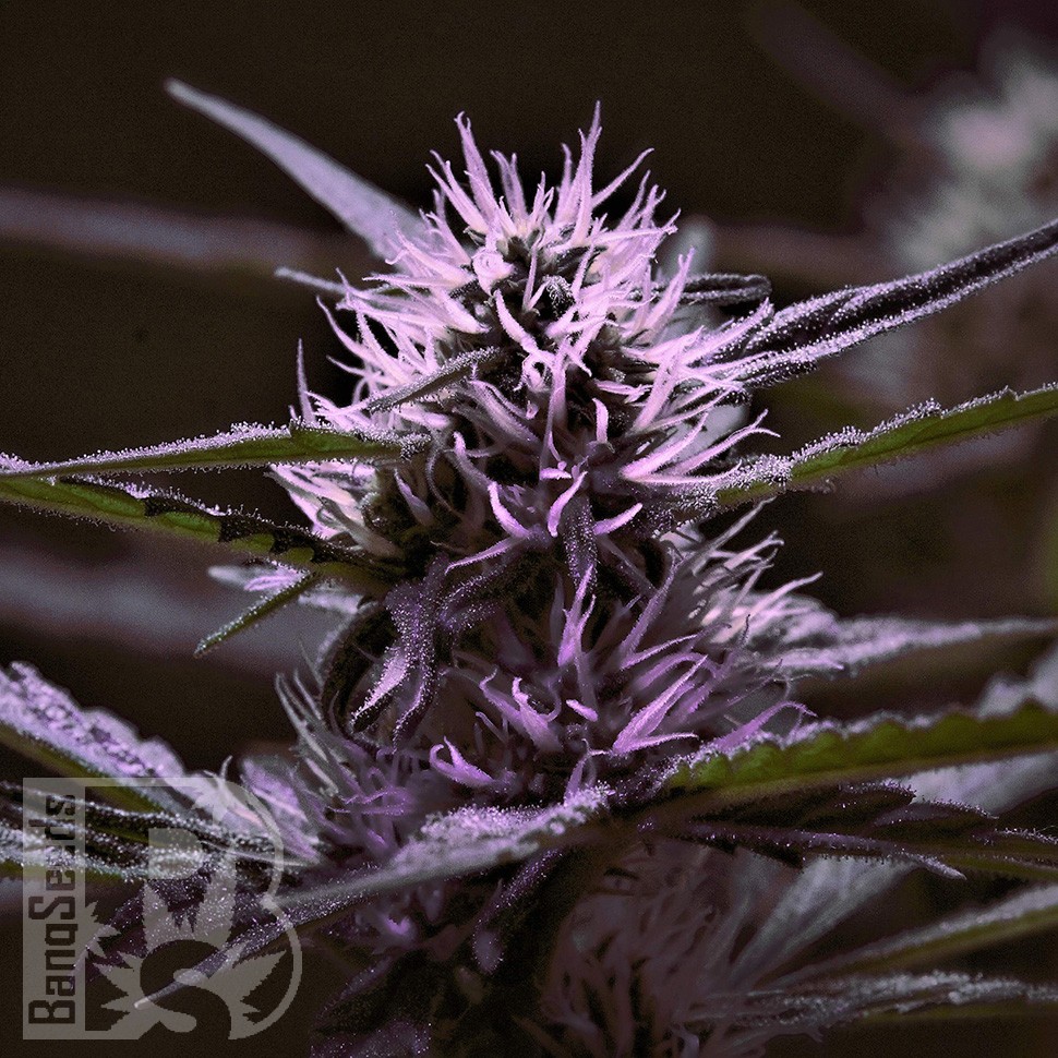 Семена  Skunk x Early Skunk feminised Ganja Seeds