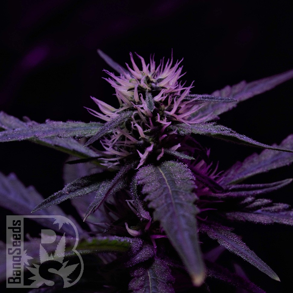 Семена  Skunk x Early Skunk feminised Ganja Seeds