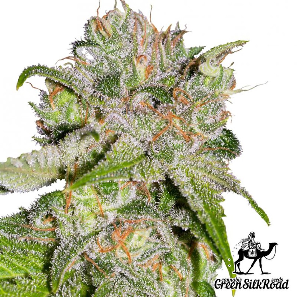 Семена каннабиса  Auto Sweet Tooth feminised Green Silk Road Seeds