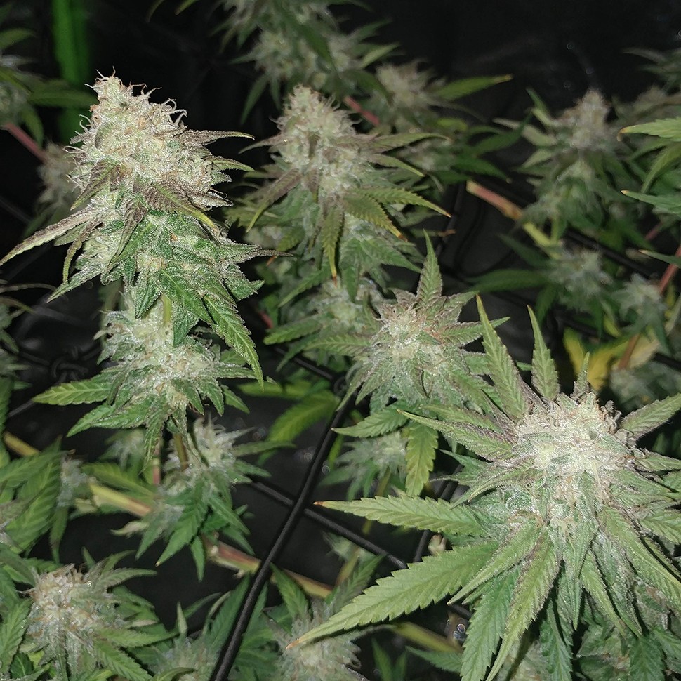 Семена каннабиса  Auto Jack Hammer feminised Victory Seeds
