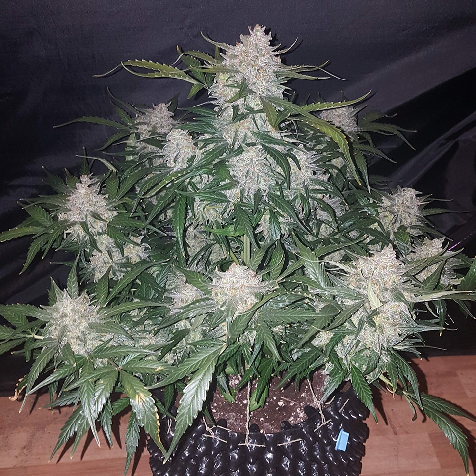 Семена ганжа  Auto Anesthesia feminised Ganja Seeds