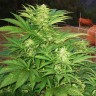 Семена каннабиса  Narkush feminised Ganja Seeds