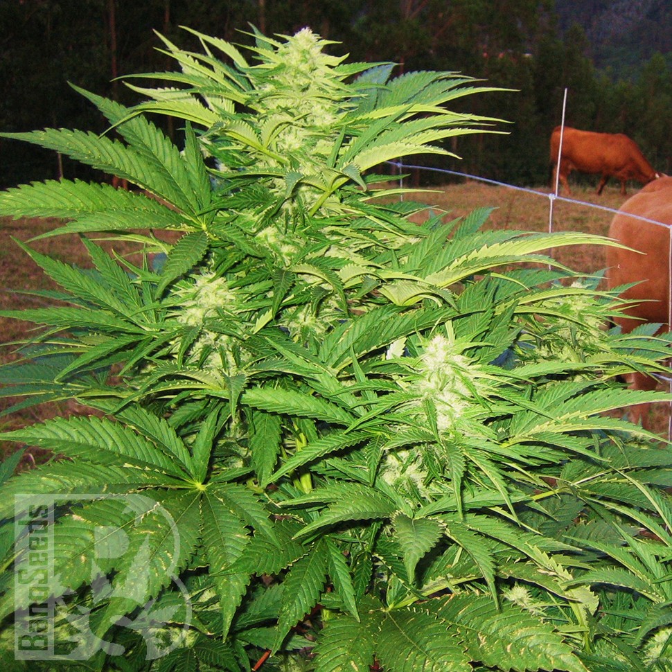Семена каннабиса  Narkush feminised Ganja Seeds